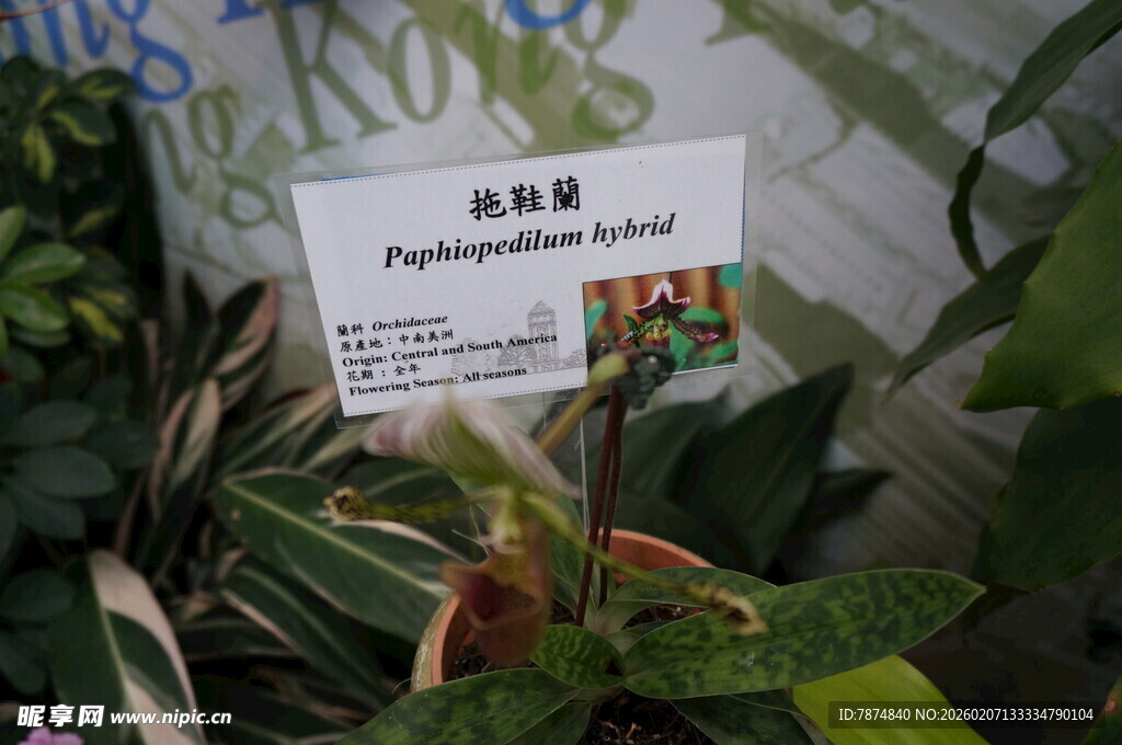 珍稀食虫植物捕蝇草展示