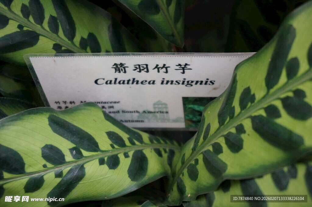 箭羽竹芋植物特写