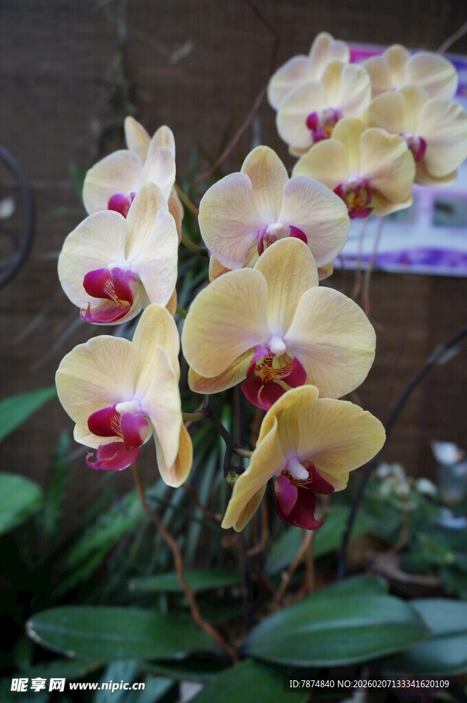 黄色蝴蝶兰绽放