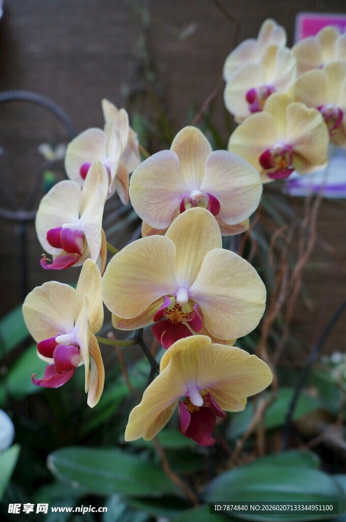 黄色蝴蝶兰绽放