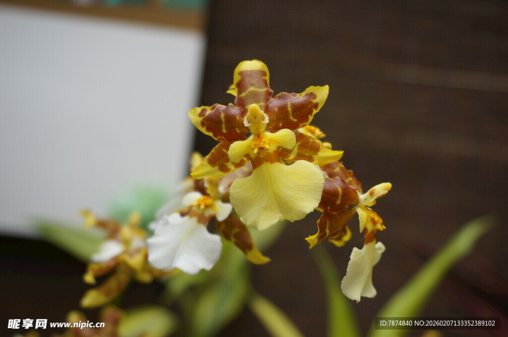 美丽多姿的黄色兰花