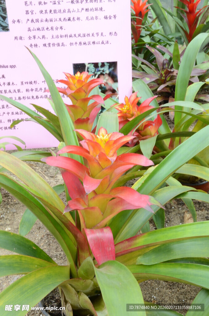 艳丽凤梨花卉特写