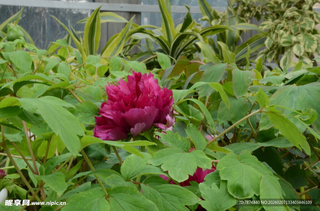 娇艳盛开的红牡丹