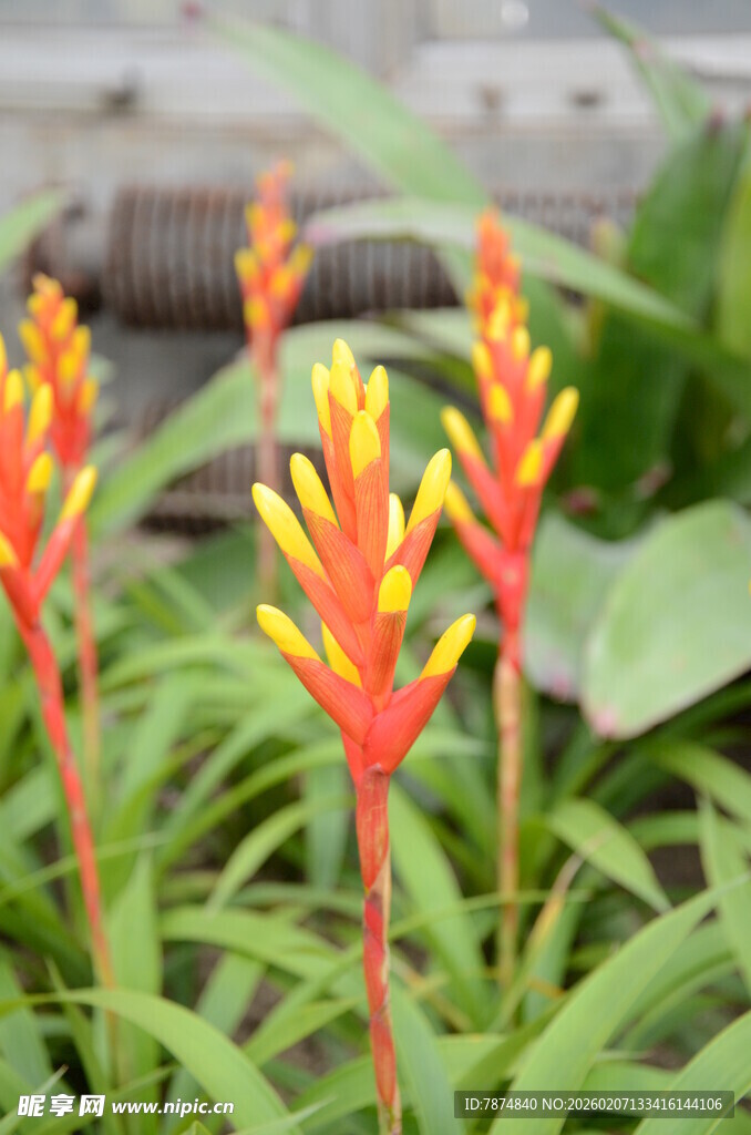 鲜艳多彩的凤梨科花卉