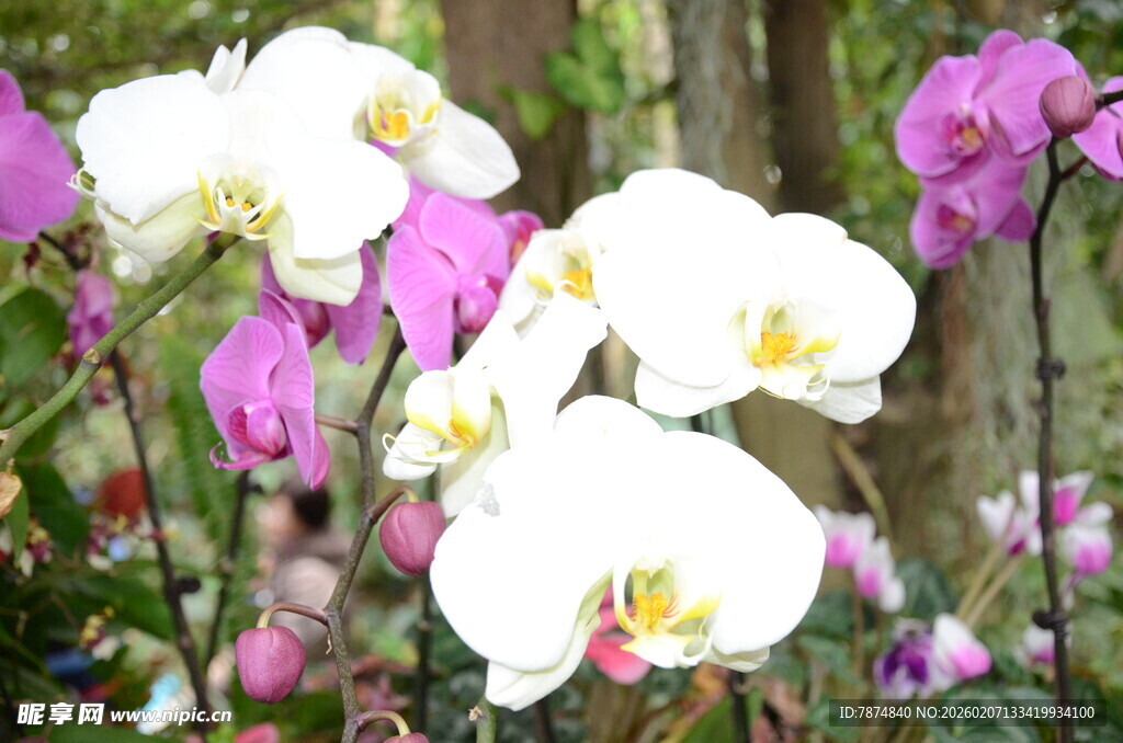 多彩蝴蝶兰绽放美景