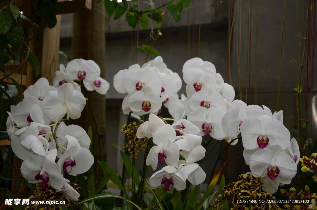优雅白色蝴蝶兰绽放