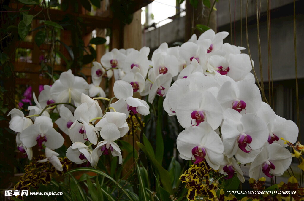 白色蝴蝶兰绽放