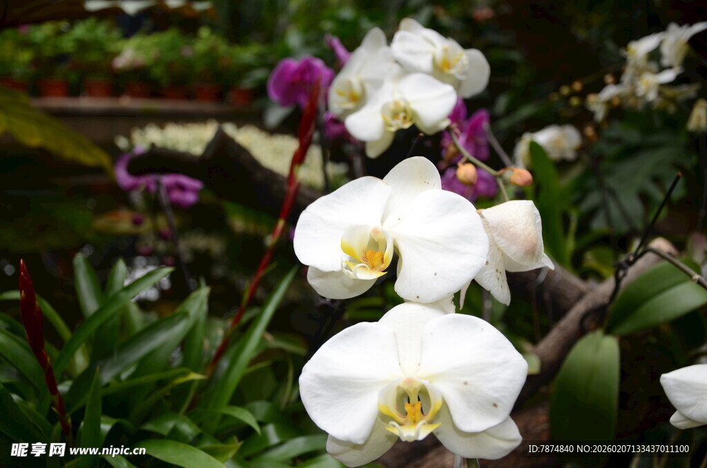优雅绽放的白色蝴蝶兰