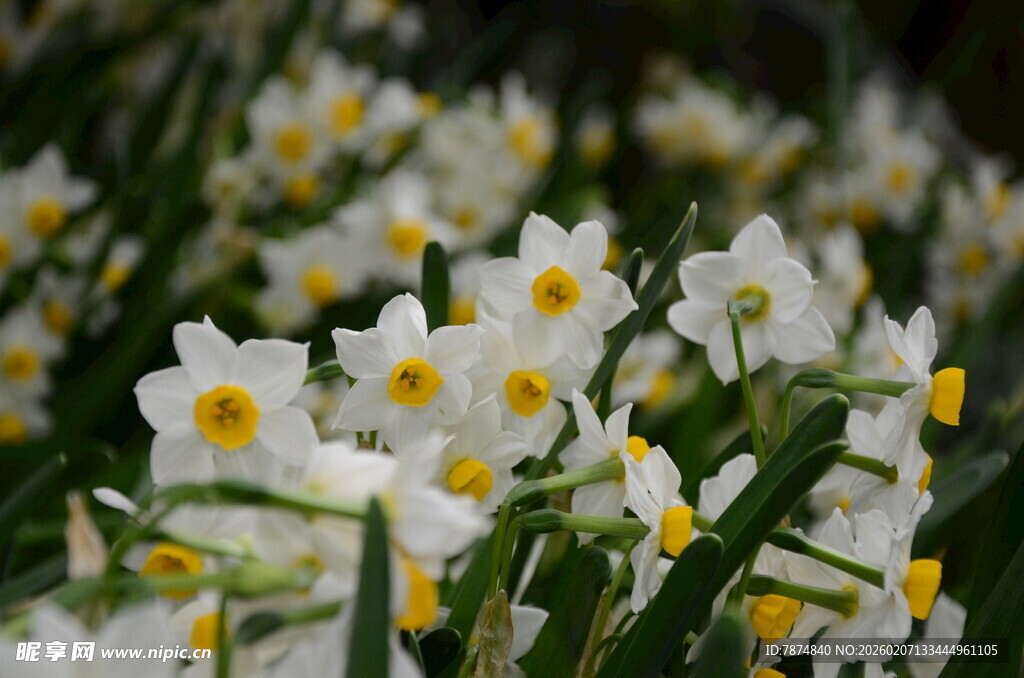 绽放的白色水仙花