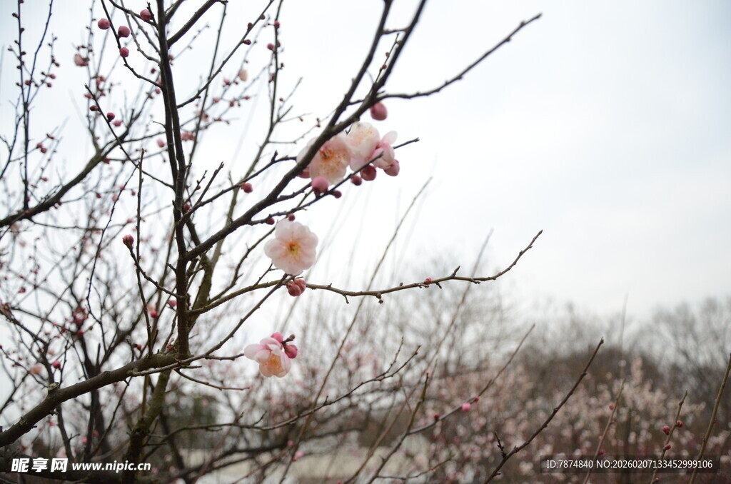 枝头绽放的粉嫩花朵