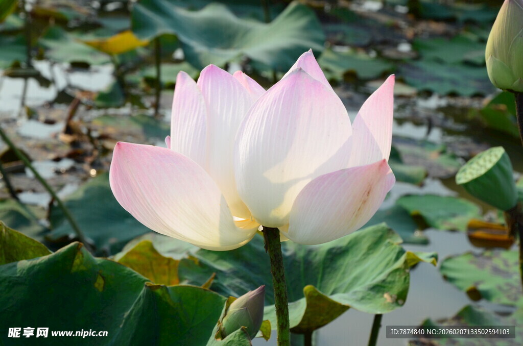 盛开的粉色荷花