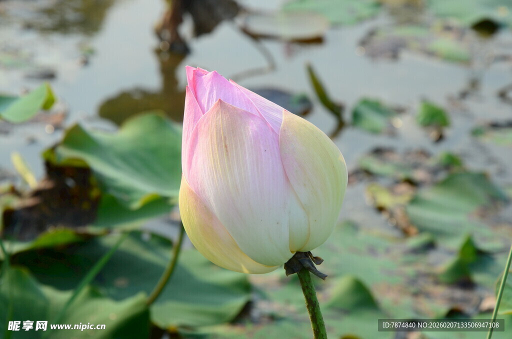 含苞待放的粉嫩荷花