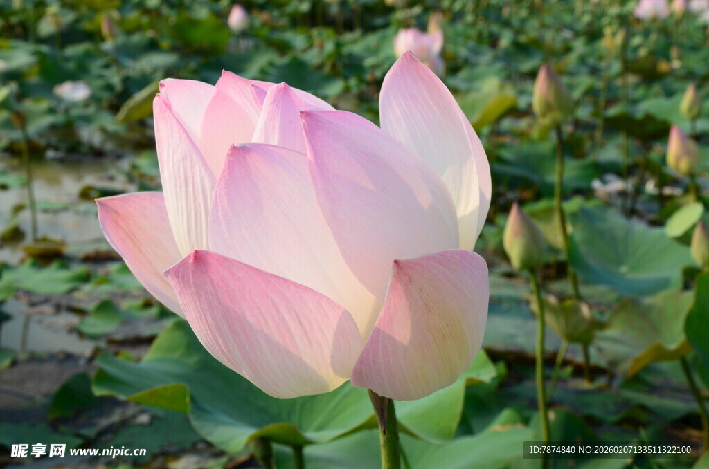 娇艳盛开的粉色荷花