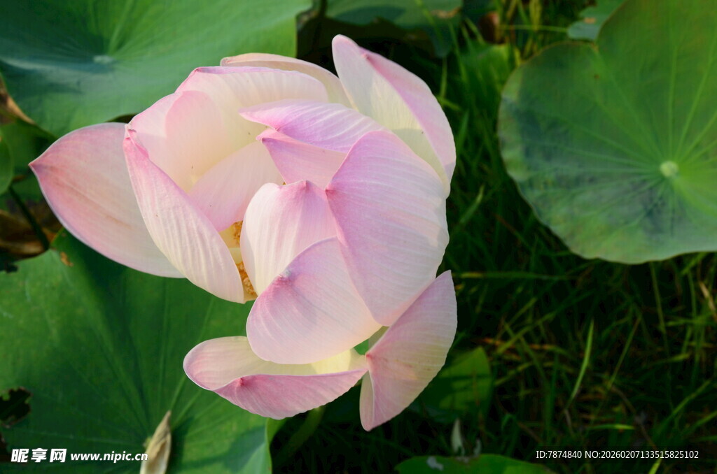 娇艳盛开的粉色荷花