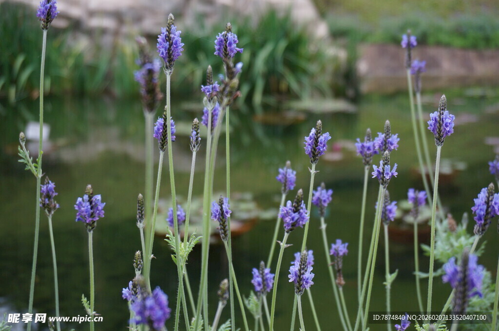紫色薰衣草花丛美景