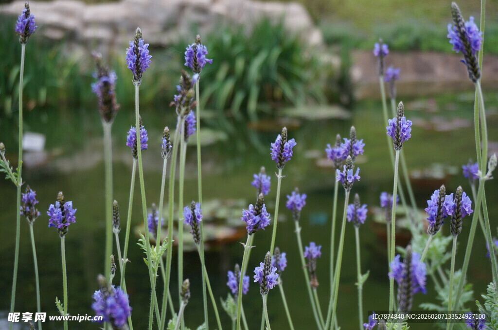 紫色薰衣草绽放于花园
