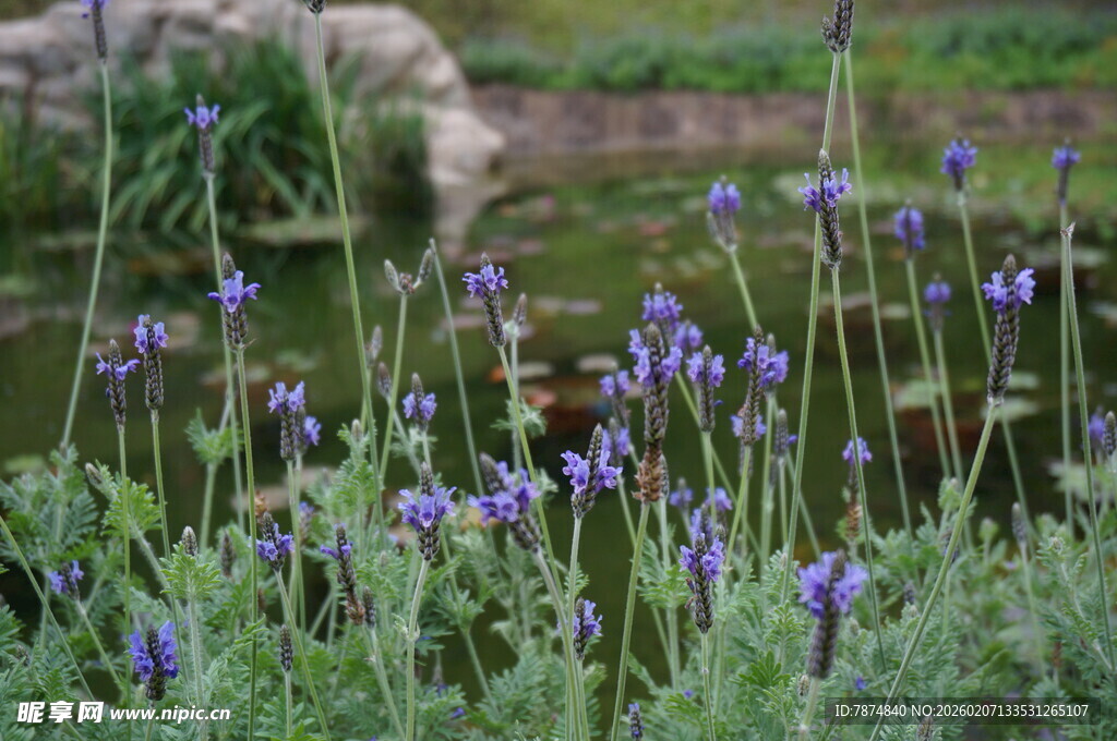 紫色薰衣草花丛中的景致