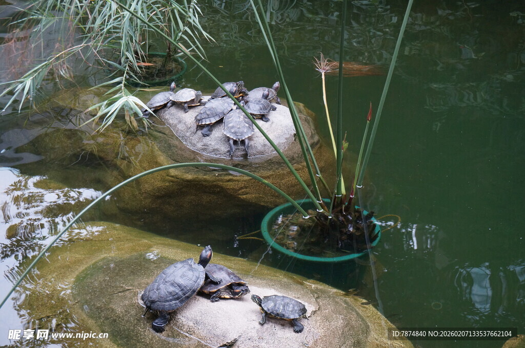 池塘边的乌龟与绿植景观
