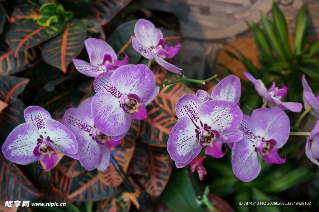 紫色蝴蝶兰绽放