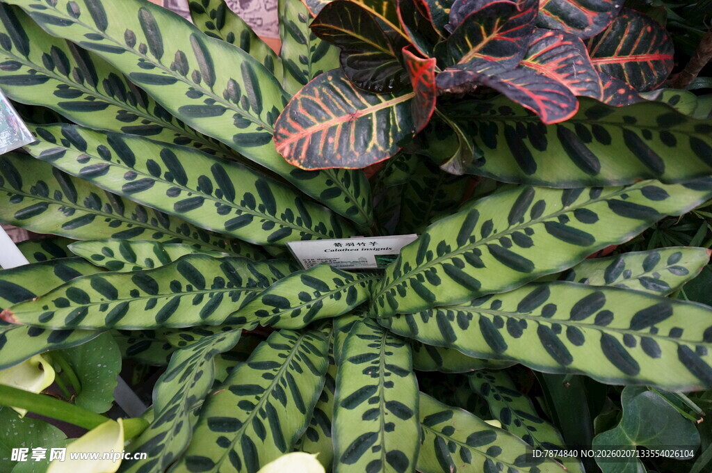 斑斓条纹叶片的独特植物