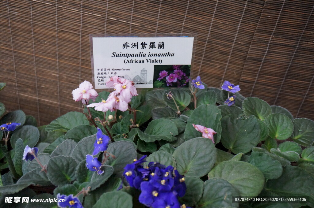 非洲堇盆栽植物展示