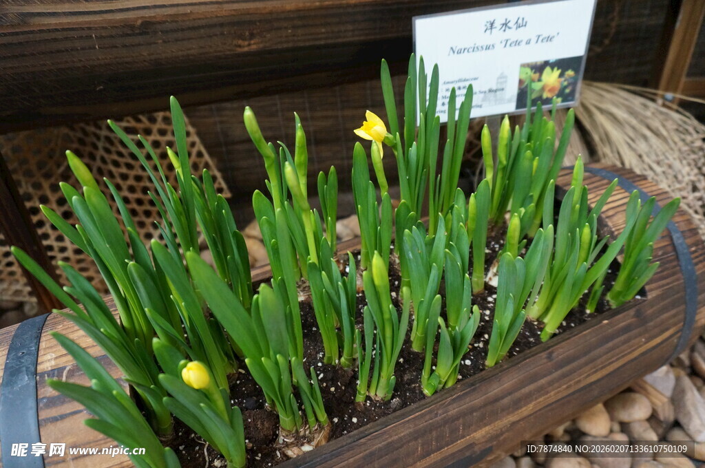 木制花箱中的黄色鸢尾花