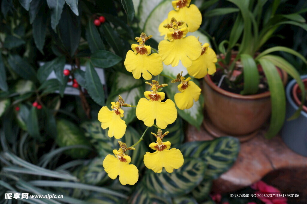 黄色兰花盆栽特写