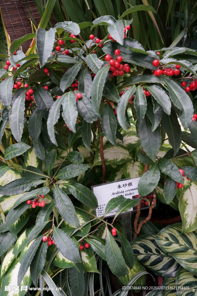 红果绿叶的观赏植物
