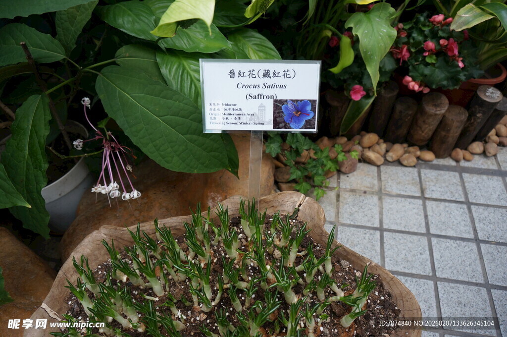 盆栽植物展示
