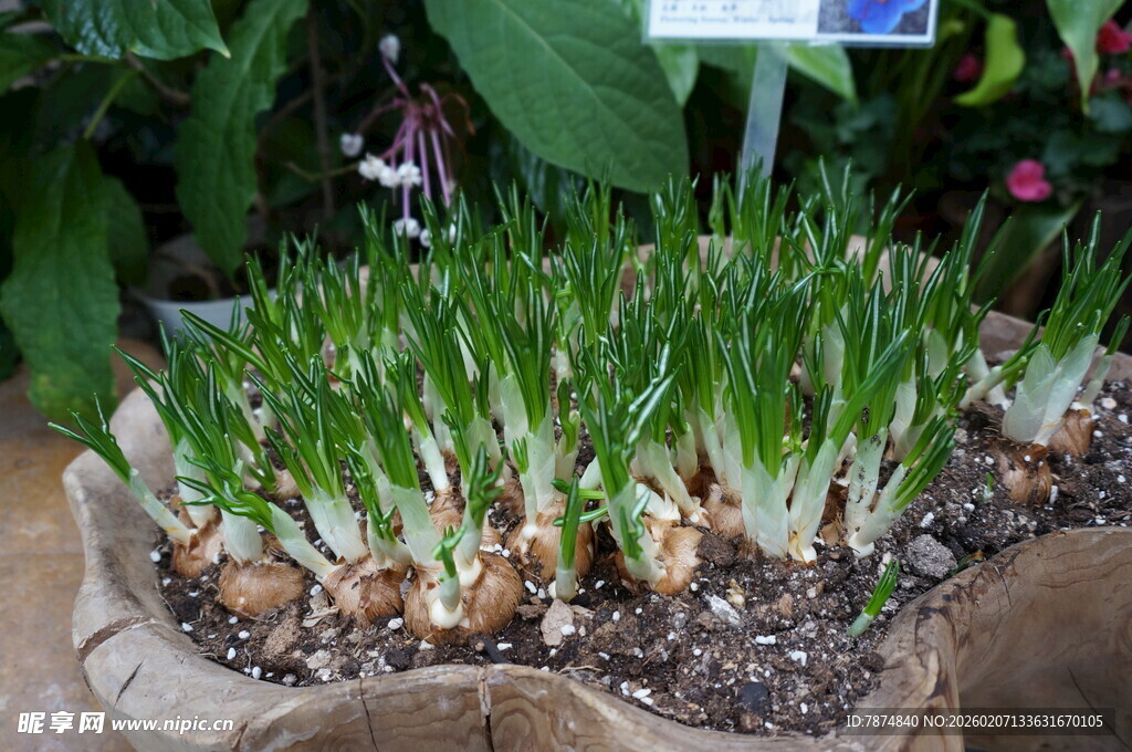 盆栽绿植 生机盎然的绿意