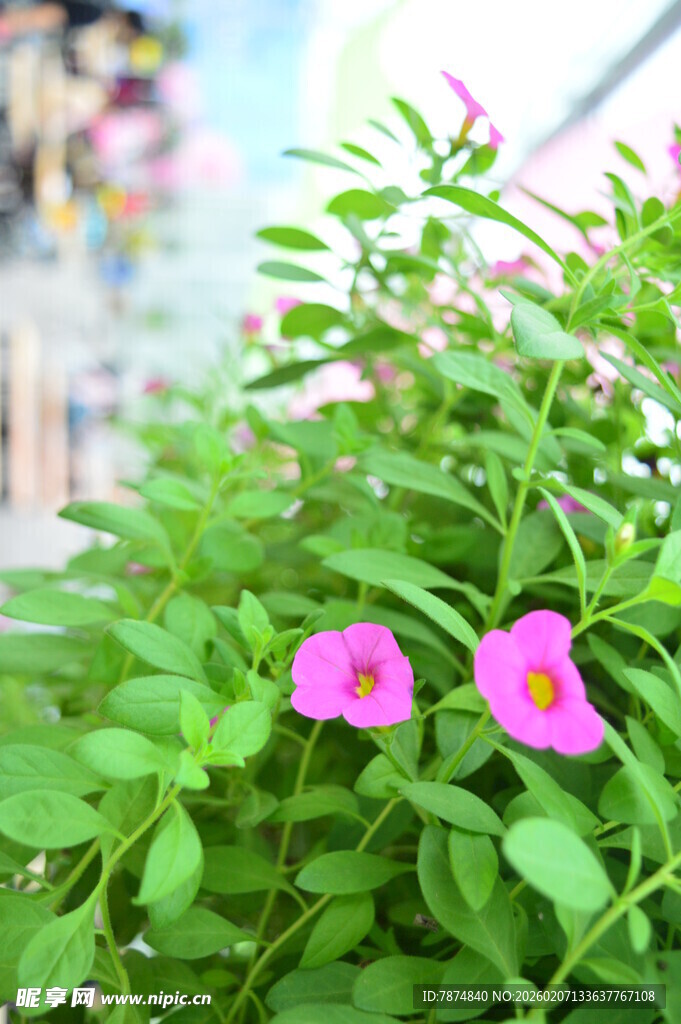 绿叶丛中的娇艳粉色小花