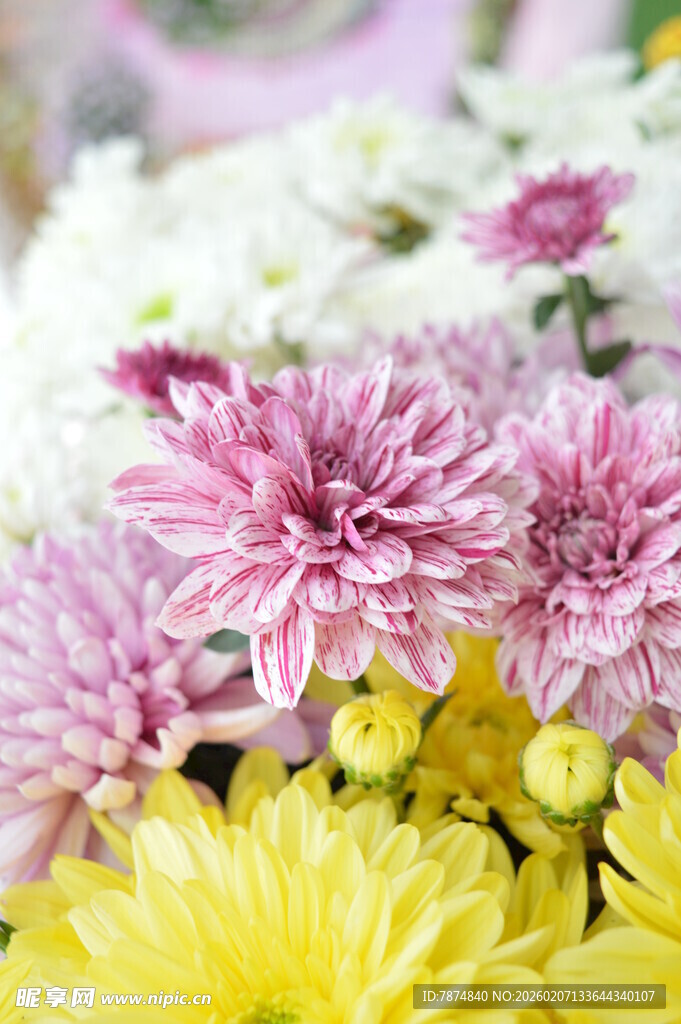 多彩菊花绽放美丽