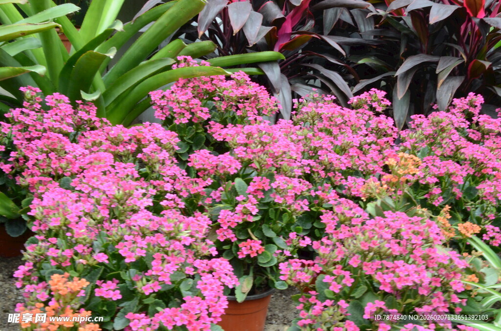 艳丽粉色花卉绽放