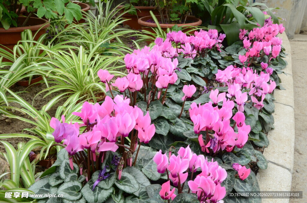 粉色仙客来与绿植相伴