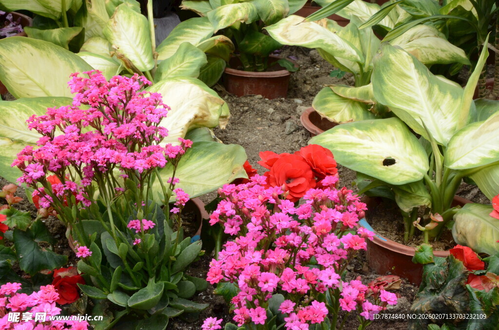 多彩花卉绽放生机