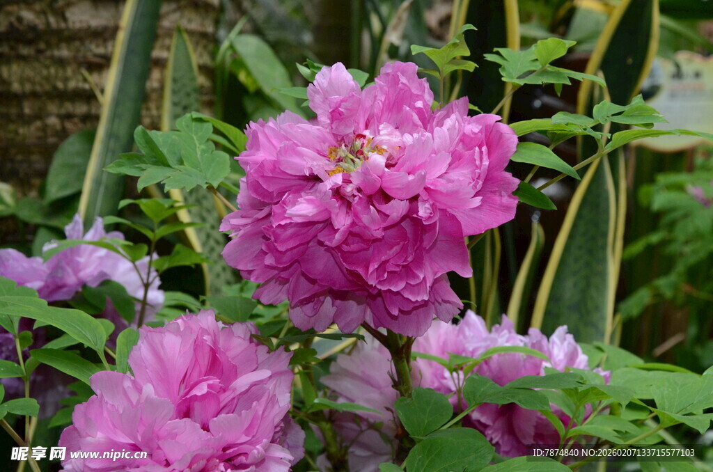 娇艳盛开的粉紫色牡丹花