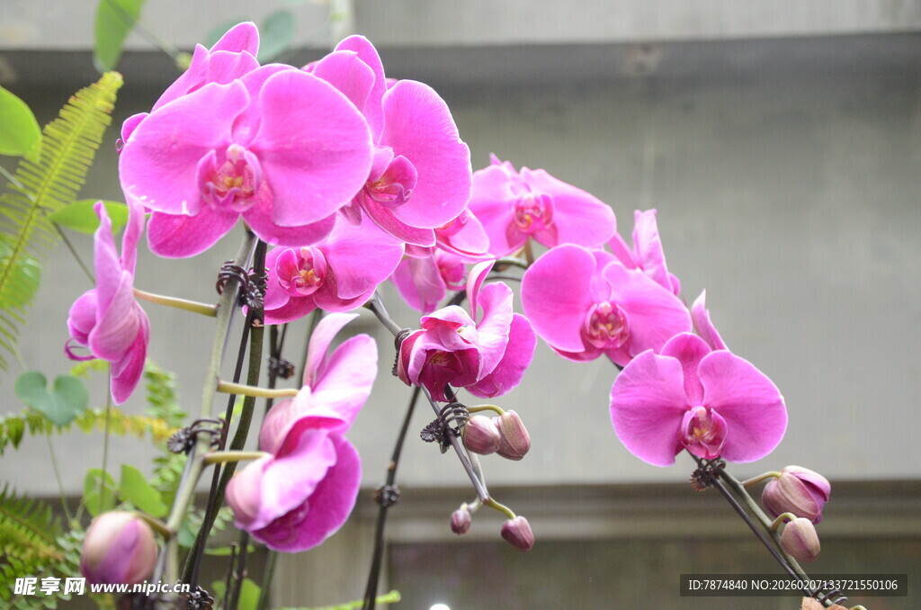 娇艳粉色蝴蝶兰绽放