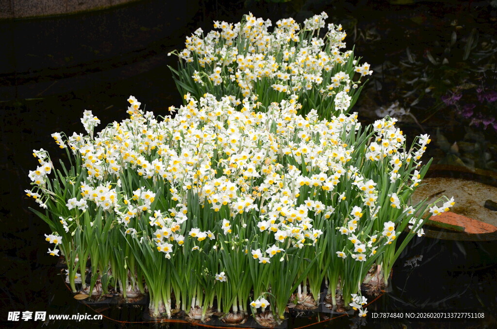 水培水仙绽放美丽花朵