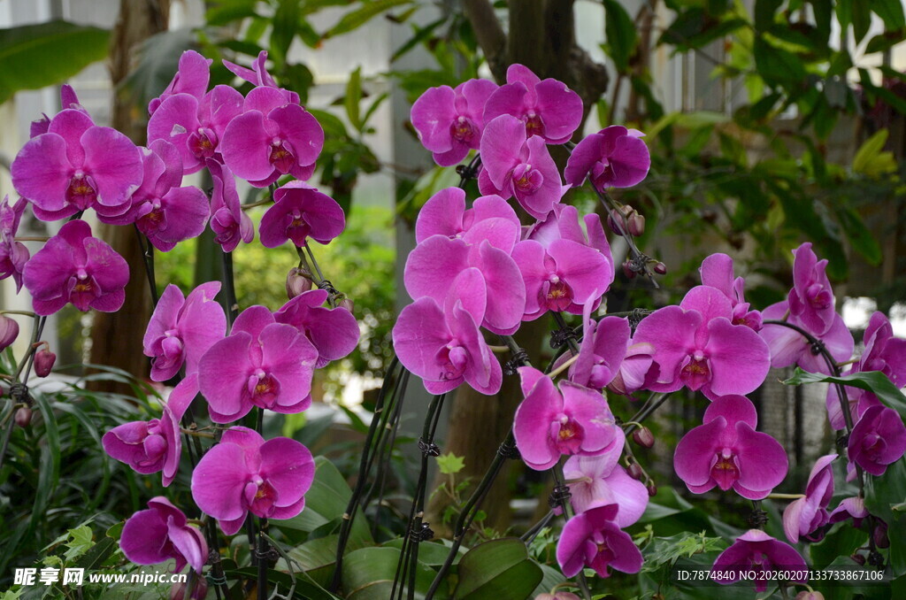 紫色蝴蝶兰绽放