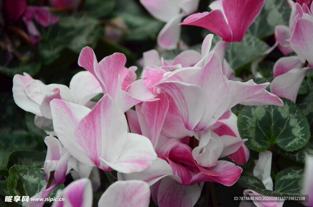 粉色仙客来花卉特写