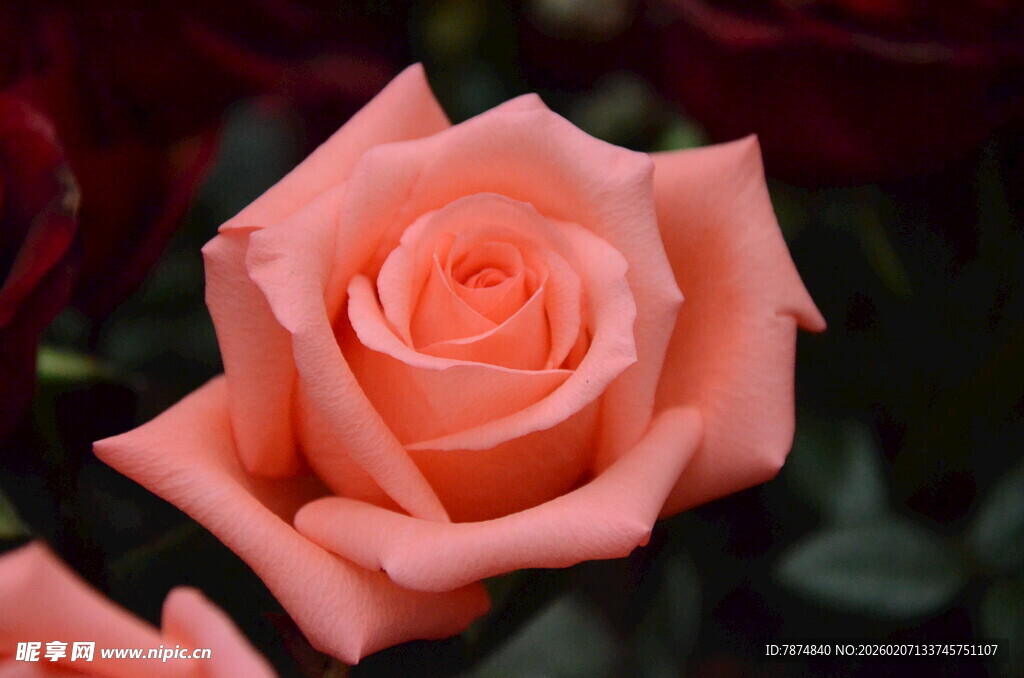 淡粉色娇艳玫瑰