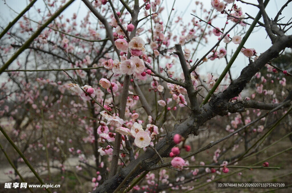 春日绽放的粉嫩桃花