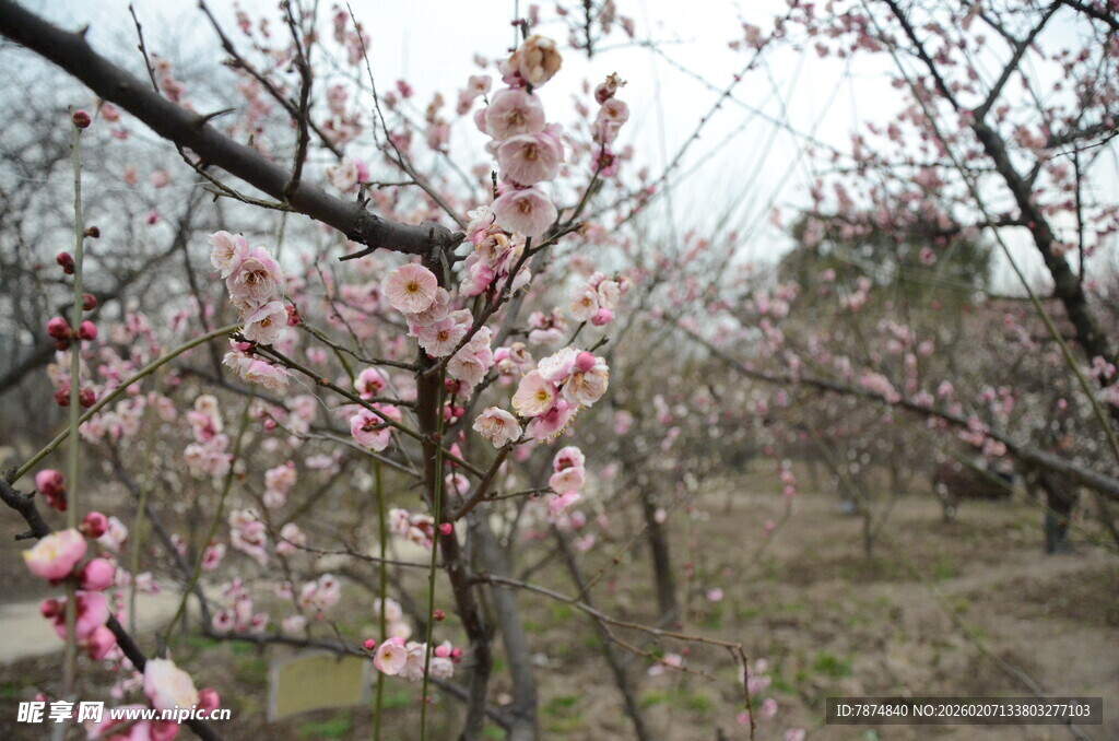 春日盛开的粉嫩桃花景色