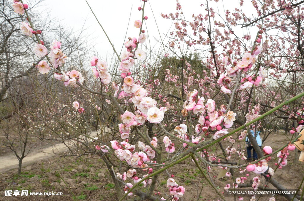 春日绽放的粉嫩桃花
