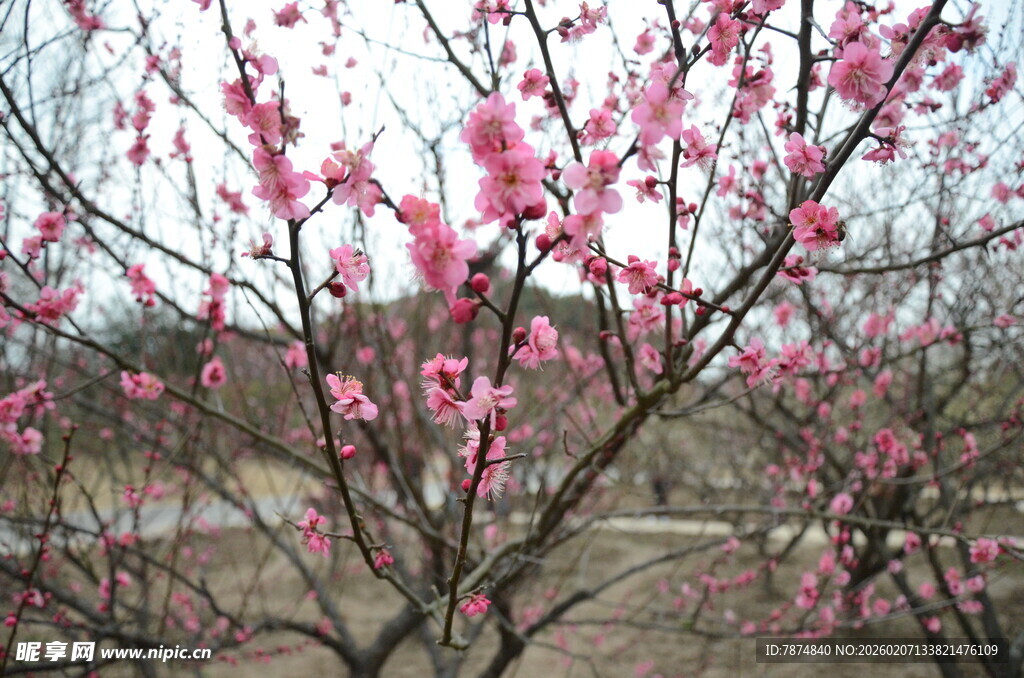春日绽放的粉嫩桃花枝