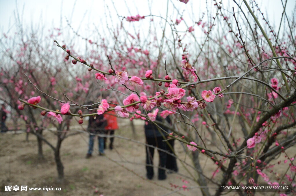 赏烂漫盛开的粉色梅花