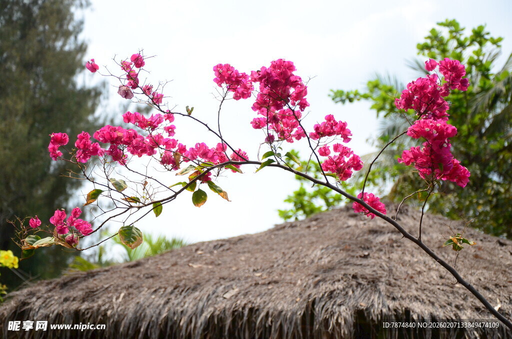 茅草屋顶上的艳丽三角梅