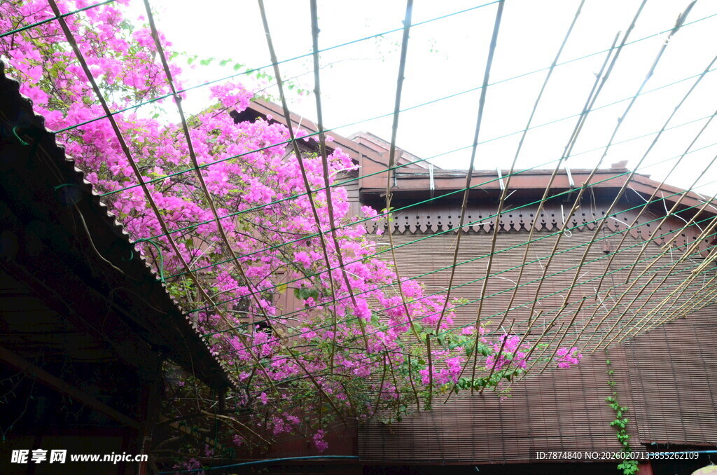 古建旁盛开的烂漫紫花