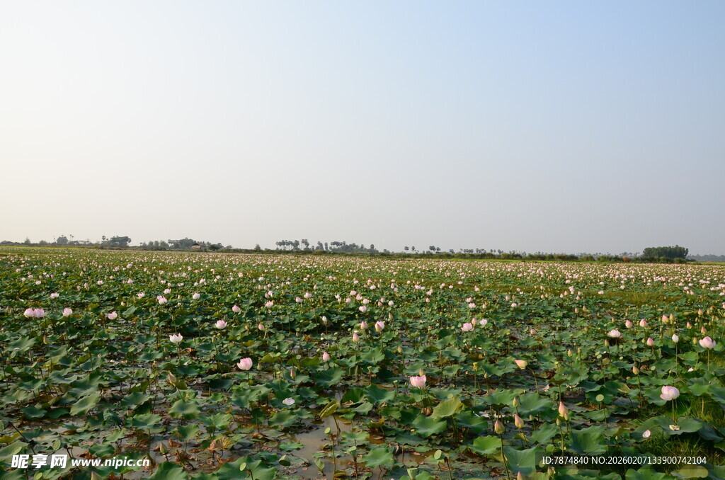 广阔荷塘绿意盎然