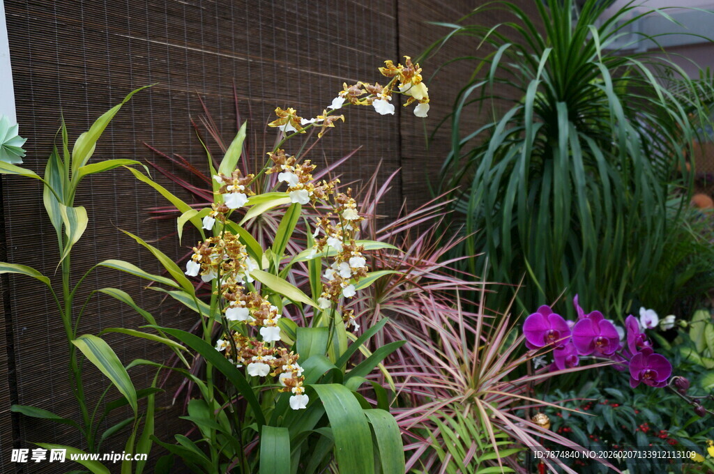 多彩花卉盆栽绽放生机